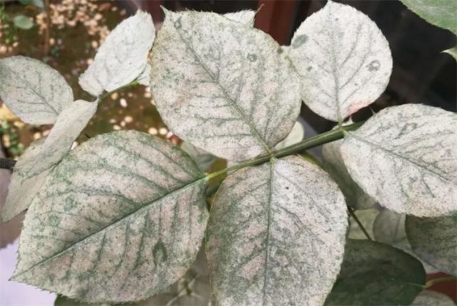 吡虫啉杀红蜘蛛吗?可以去除红蜘蛛,掌握正确原理,拐角思考问题