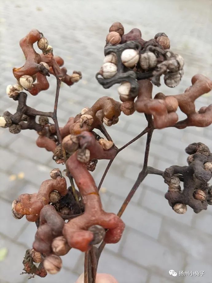 鸡爪爪,鸭爪爪,一分钱买上一大把_腾讯新闻