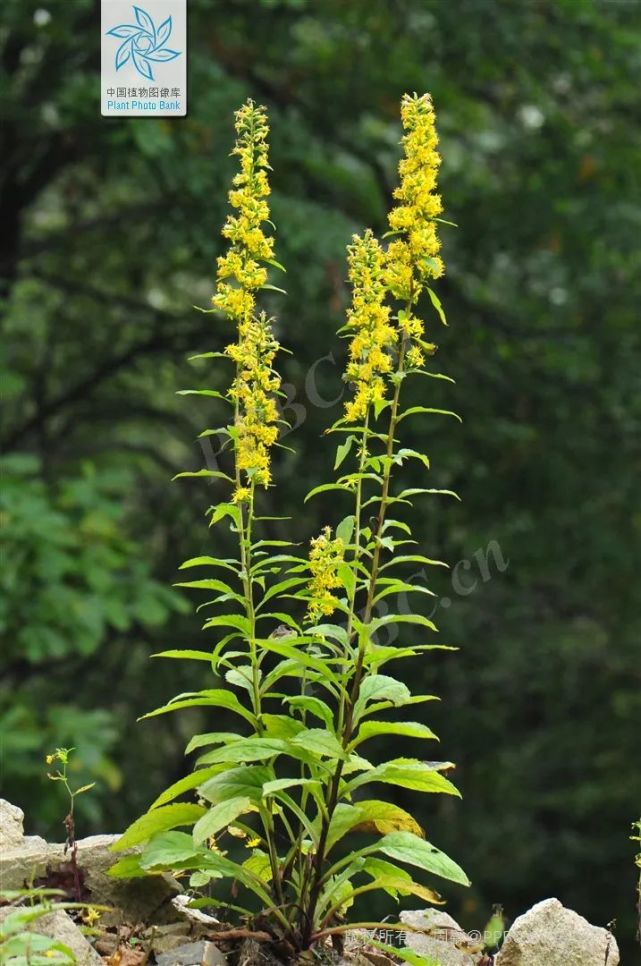 最熟悉的“恶之花”——加拿大一枝黄花丨花花万物_腾讯新闻