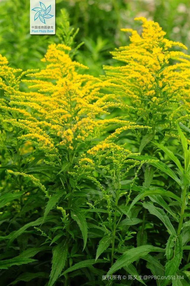 最熟悉的“恶之花”——加拿大一枝黄花丨花花万物_腾讯新闻
