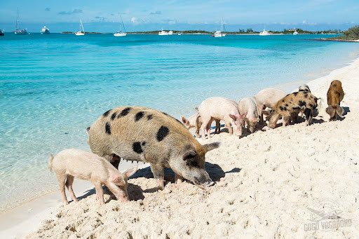 对于生病的幼猪,还建立了单独的隔离圈舍,并由拿骚(巴哈马首都)的兽医