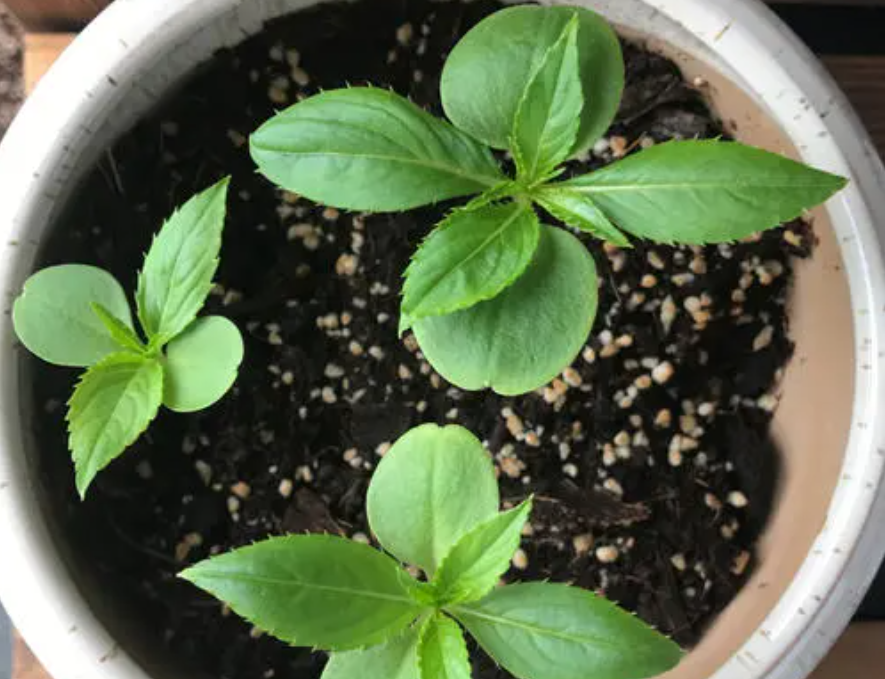 凤仙花图片生长过程(凤仙花的生长周期图片)