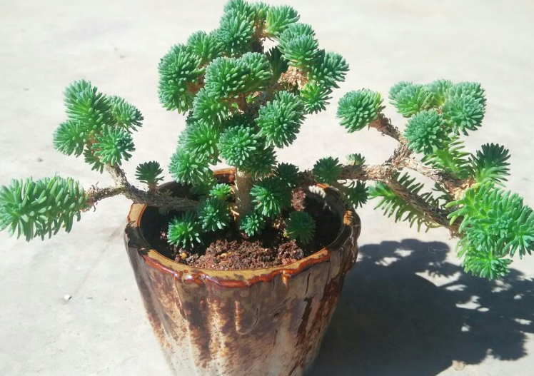 球松多肉植物的养护方法