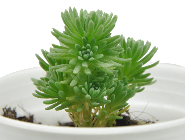 球松多肉植物的养护方法