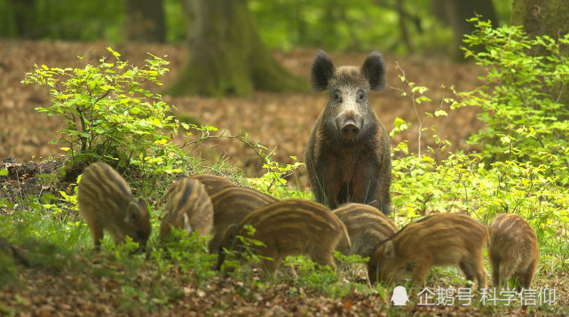 豬是雜食動物,什麼都吃,吃人嗎?