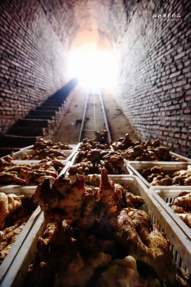 招远生姜喜获丰收,可是姜农哭了,有人却笑了_腾讯新闻