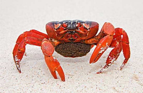 要地震了吗澳大利亚超5000万只红蟹朝海边前进公路上密密麻麻