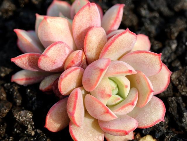 曾经以纯数字命名的多肉凌波仙子也是一个美人胚子上色太仙气