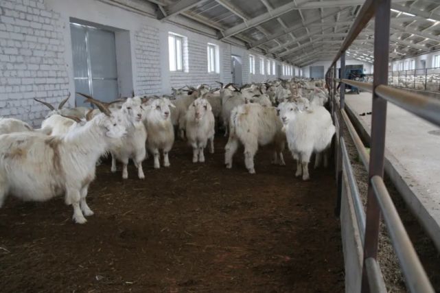 精河縣阿合其農場萬隻羊養殖基地投入使用