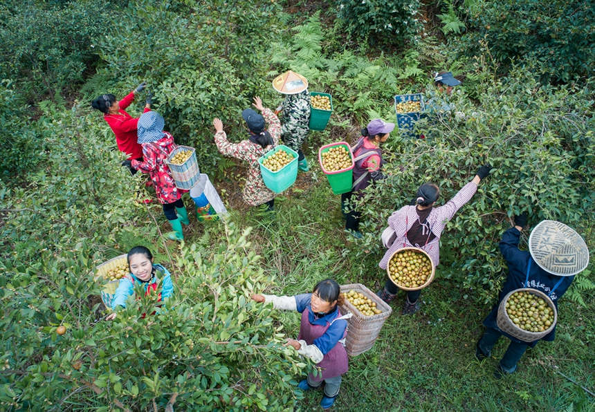 贵州油茶基地图片