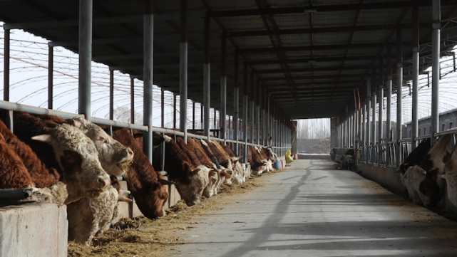 新疆努祖尔养殖专业合作社成立于2013年,发展初期,合作社有180余头牛