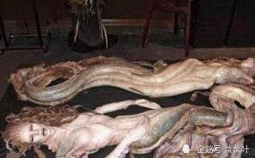 科学家认为美人鱼就是传说中人类的分支海底人_腾讯新闻