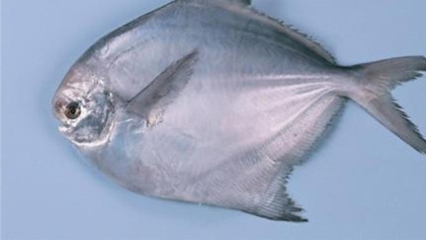 脊椎动物,鱼纲,鲳科.