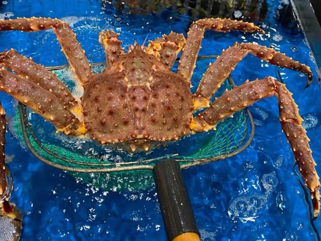 这种蟹被誉为"北海道味觉",至今无法人工养殖,美味不输帝王蟹
