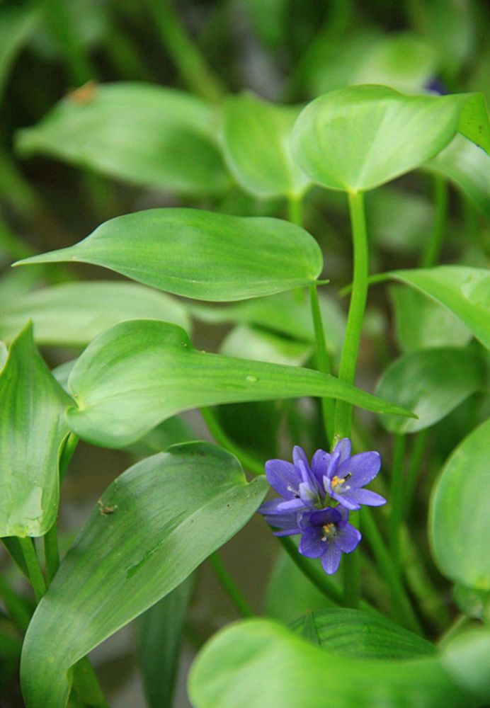 小时候常见却叫不上名的植物 再来100种 看你认识几种 腾讯新闻