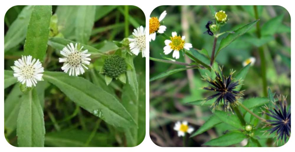 小时候常见却叫不上名的植物 再来100种 看你认识几种 腾讯新闻