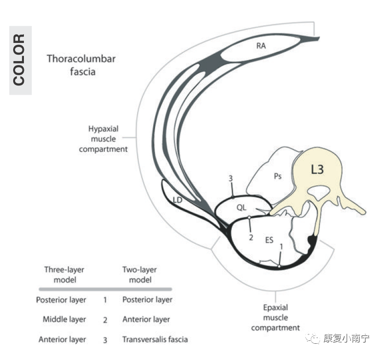 thoracolumbar fascia图片