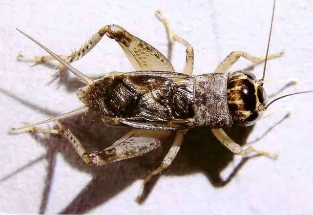 蟋蟀鉴赏宁津爱将