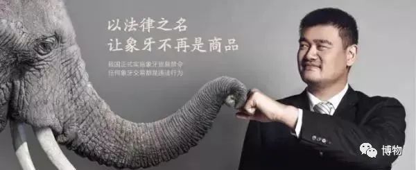 拒绝象牙制品几乎是我们这一代的本能.