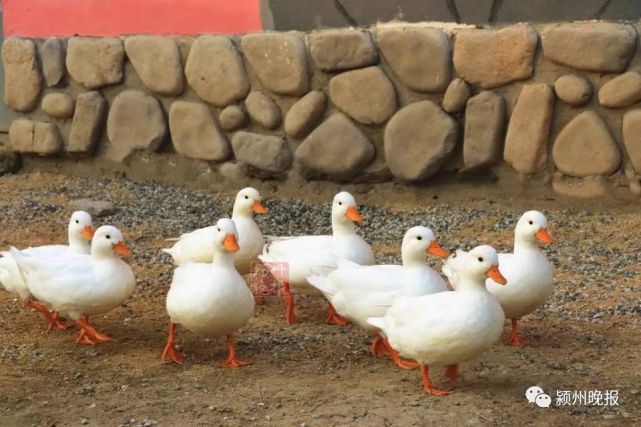 临泉来了8只网红鸭