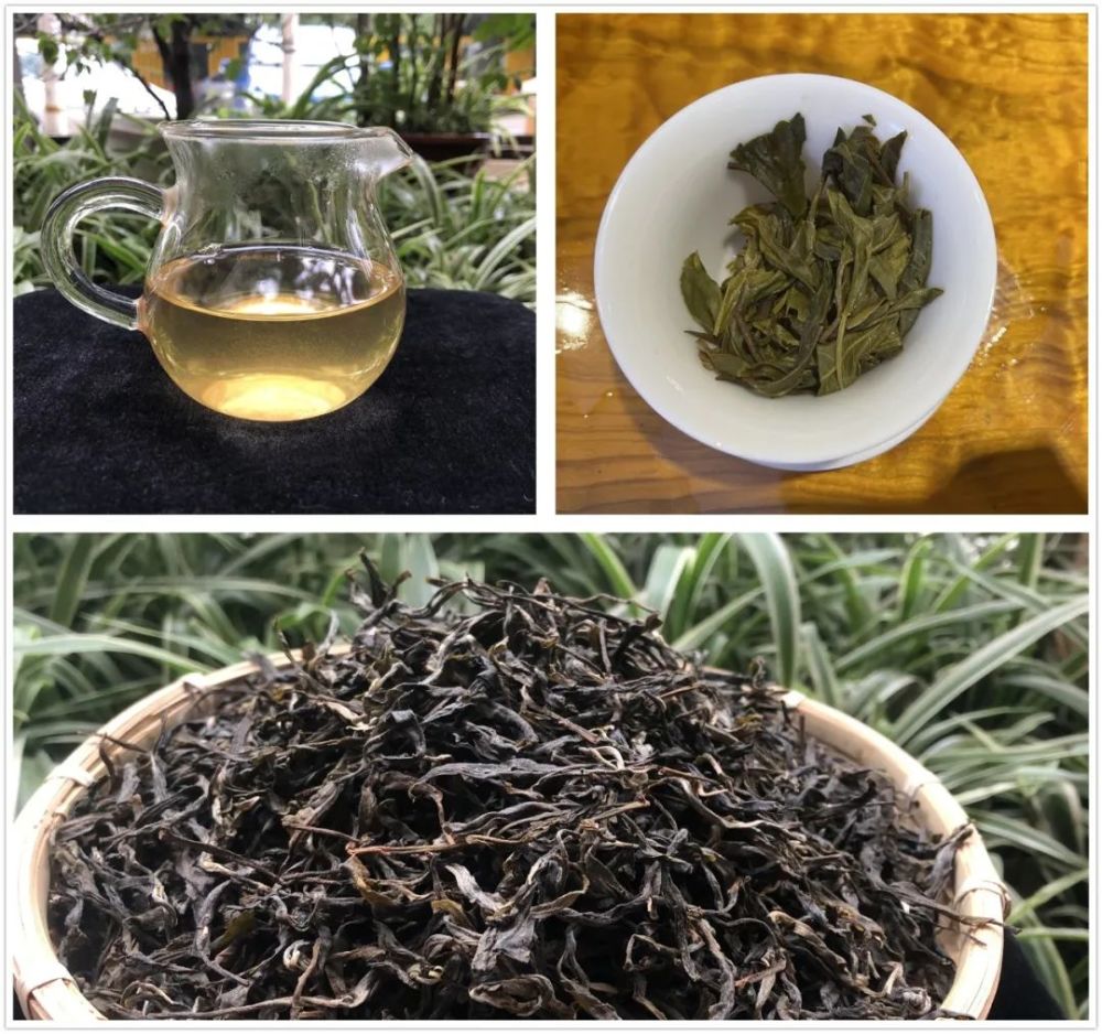 2021頭春邦東古樹茶優購!長在石縫裡的茶,茶湯細膩,茶味飽滿,回甘強!