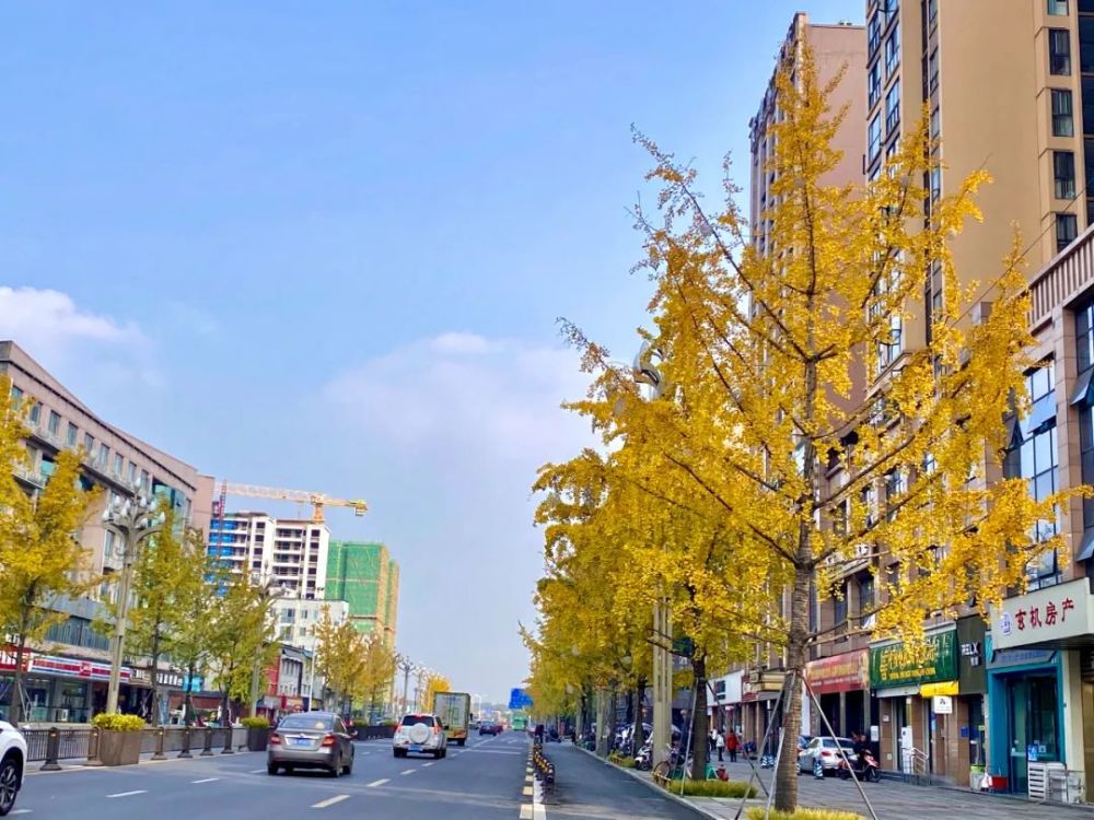 码绿了,银杏黄了,快来拥抱初冬的新津"烟火"