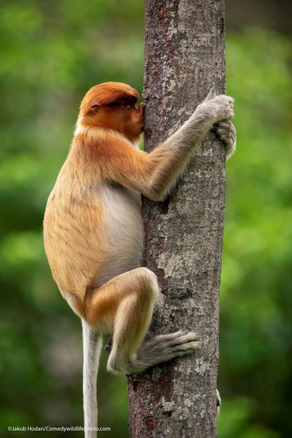 猴子抱树姿势图片图片