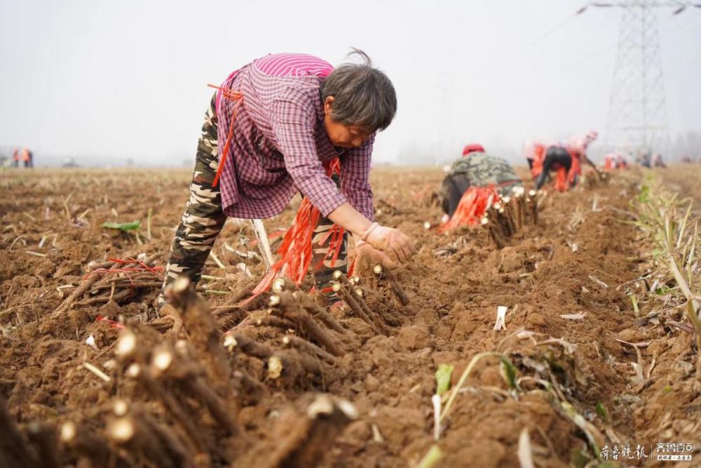 在种植基地路边,记者看到地头停满了拉牛蒡的车辆,工人们正在将牛蒡装