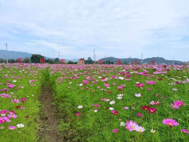 遊連平不用去西藏連平這片格桑花海一樣美到爆