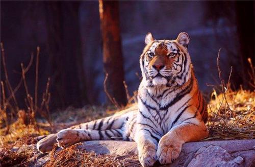 因为环境的原因,古剑齿虎和伪剑齿虎在第三纪晚期完全灭绝了,而古猎豹