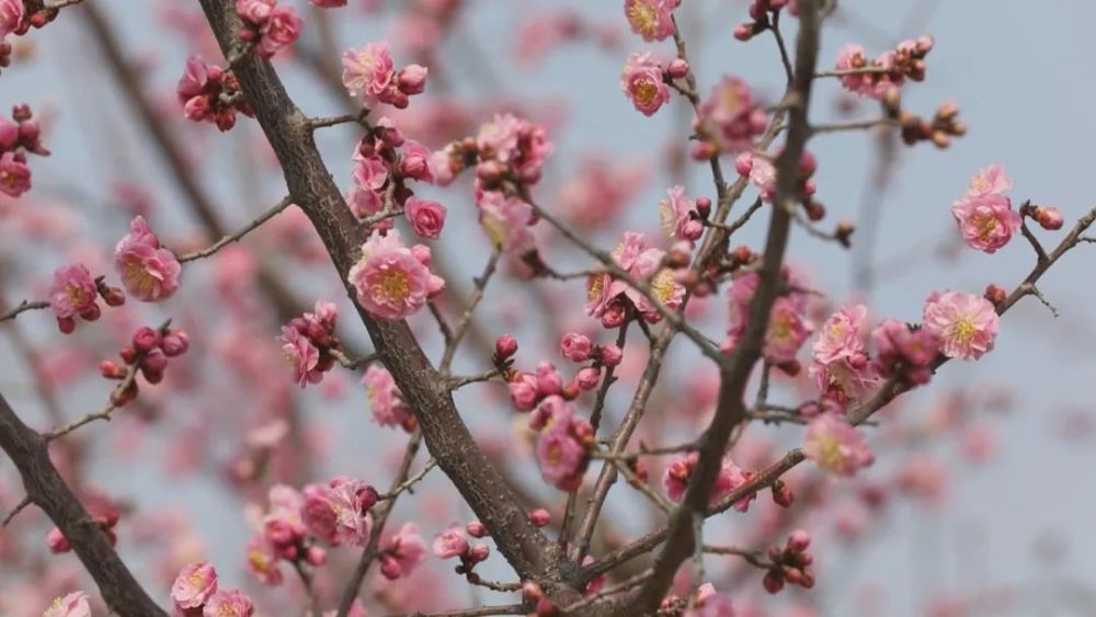 渭南市"市树 市花"评选活动"市树 市花"你来选(海采七)