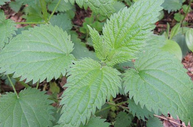 俗称活麻遇到都要绕道走如今却被当野菜吃价格还不便宜