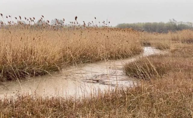 芦苇 银杏 水杉,这个小镇美成了诗_腾讯新闻