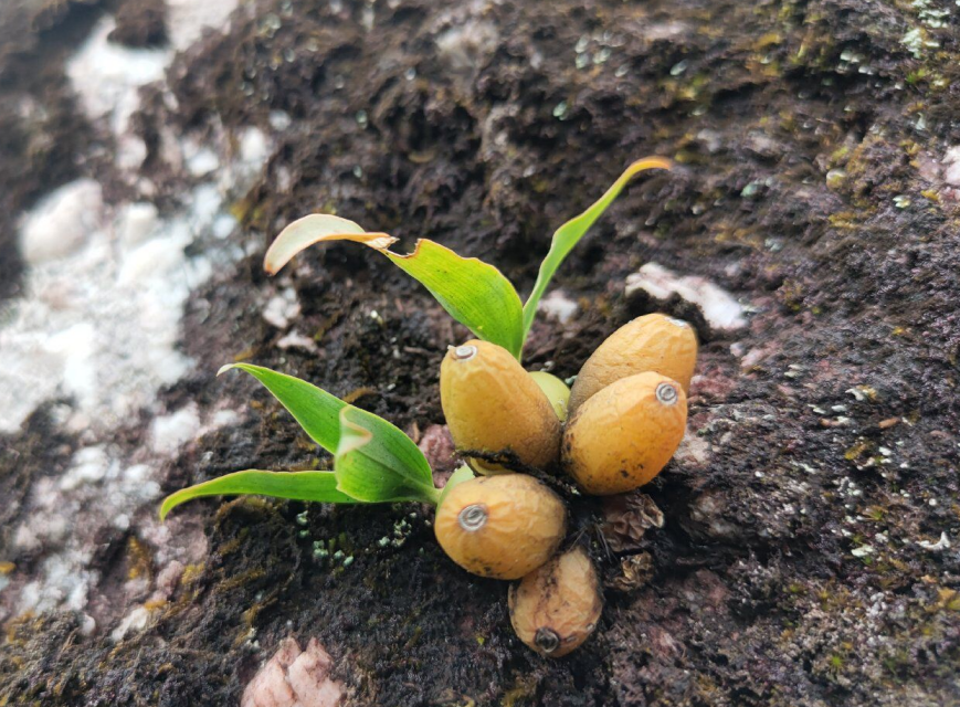 云南现兰科珍稀野生植物属石仙桃种属