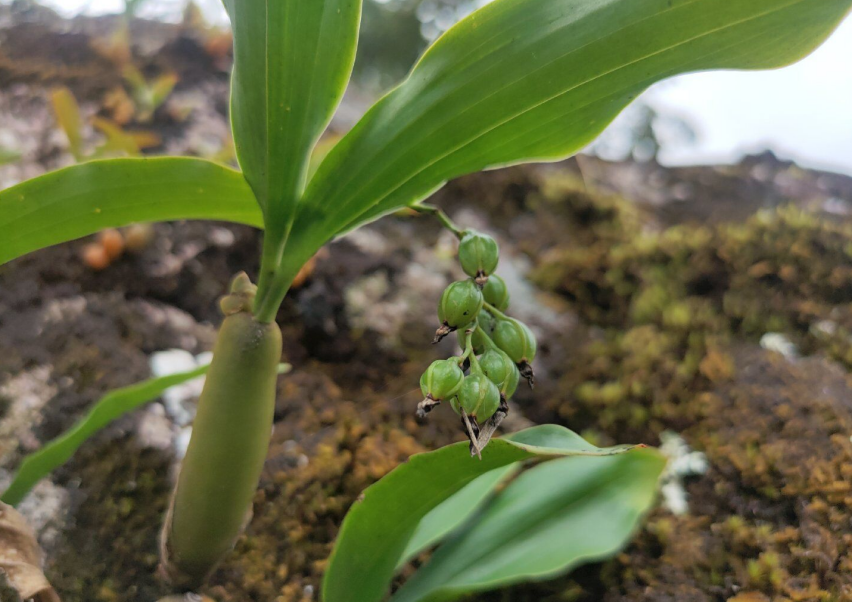 云南现兰科珍稀野生植物属石仙桃种属