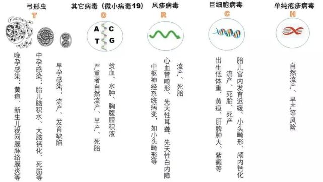 带你了解torch优生优育五项检测