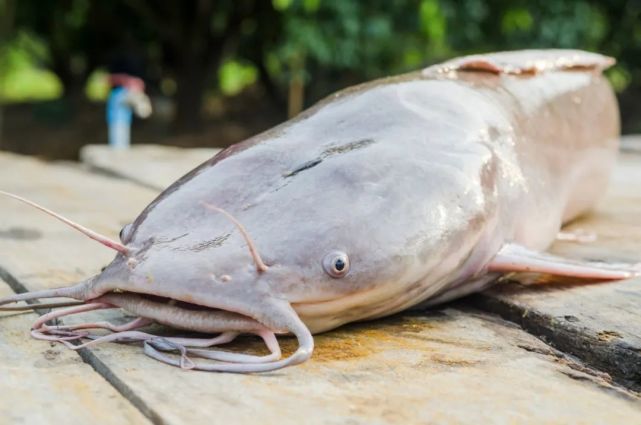 鯰魚,吃屎長大的?真有!但是別擔心