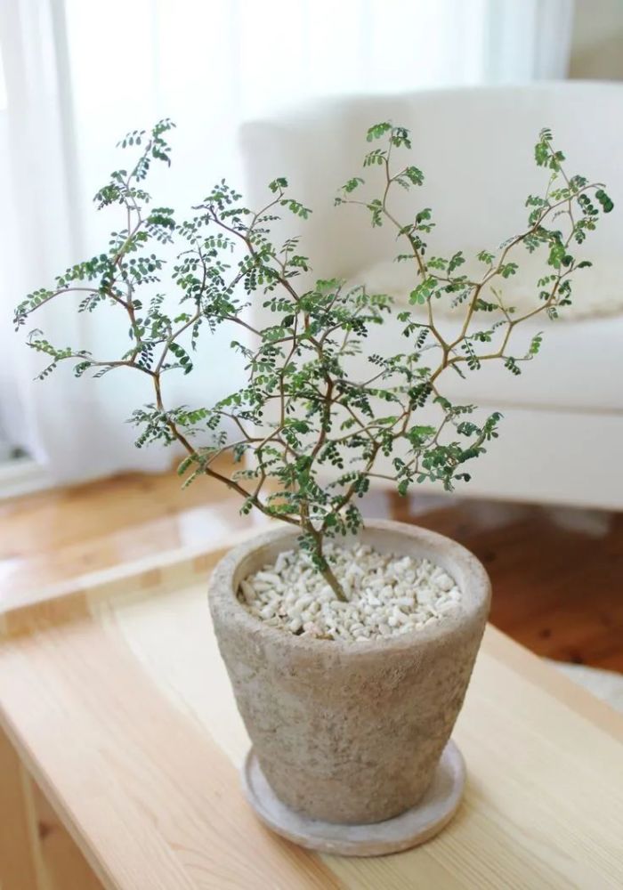 很少花友养的网红"童话树",可真不难养,你会觉得好看不?