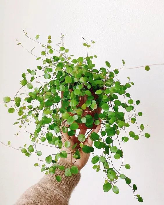 千叶吊兰是蓼科千叶兰属的多年生观赏植物,它的植株低矮,原本是生长在