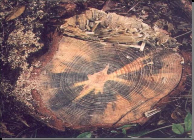 松材线虫病危害症状_腾讯新闻