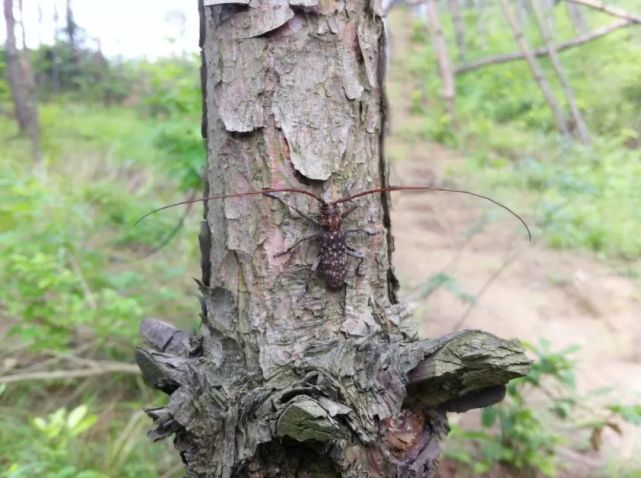 松材线虫病危害症状_腾讯新闻