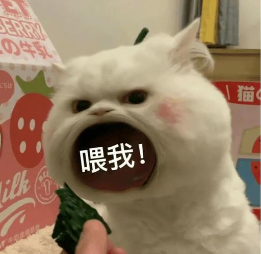 张大嘴等投喂猫咪表情包妈宝女爸宝女表情包