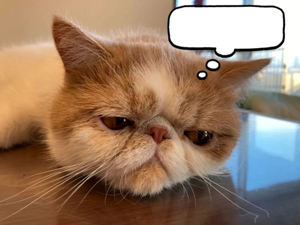 回到家,黄豆粉依然很是郁闷.对桌上的食物也提不起兴趣.