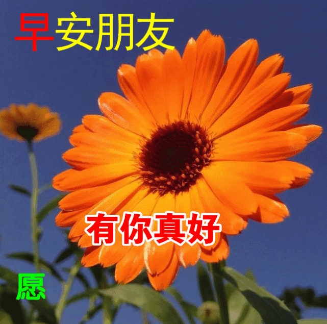 朋友,互相关心时常联系,愿天天开心如意,早安!