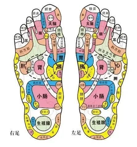 器官相对应的反射区"寒从脚起"——脚更是我们人体第二心脏天天吃只羊