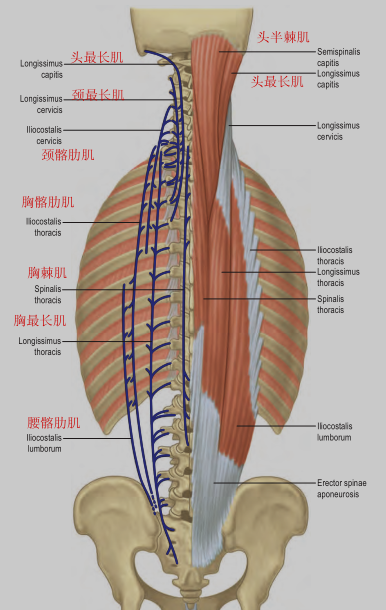 美图分享背部肌肉