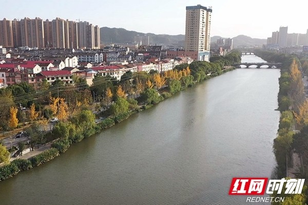 临湘长安河两岸银杏大道成市民休闲好去处