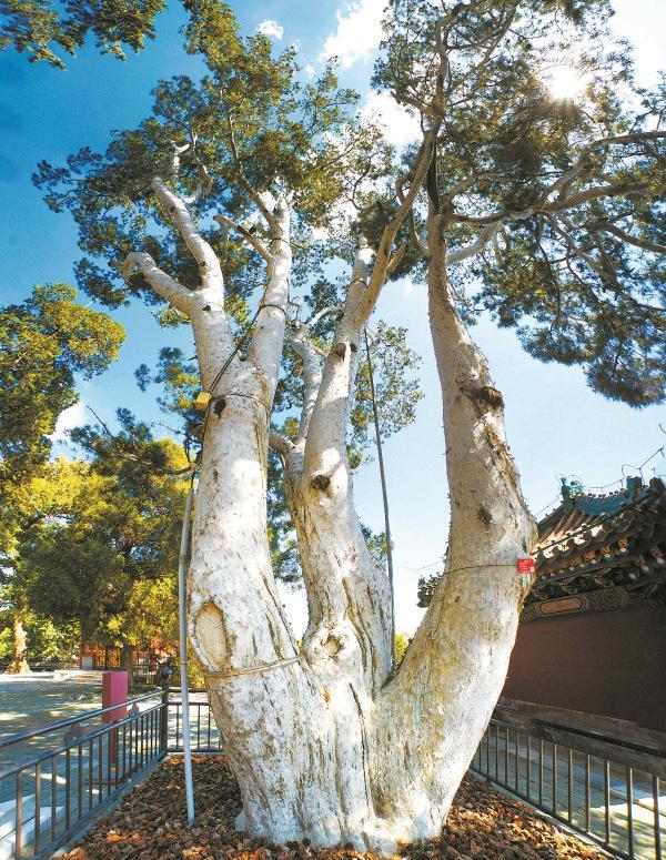 北京北海公园"白袍将军"(白皮松) 杨树田摄