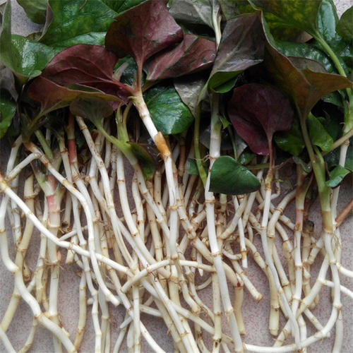 折耳根又名鱼香草|折儿根|鱼腥草|多年生草本植物|蔬菜|唐苏颂|长江流