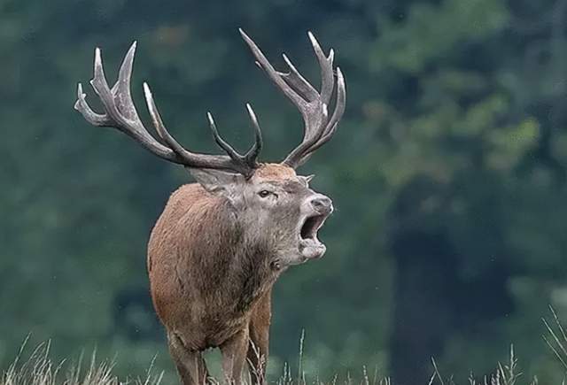 被宣布灭绝50年后巨水鸡再次现身不足300只个个身价不菲